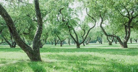 Sunny morning in an old apple garden. Landscape background