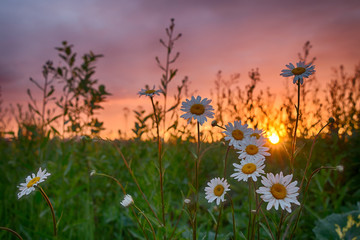 Chamomiles in the summer field on the background of a beautiful red sunset.