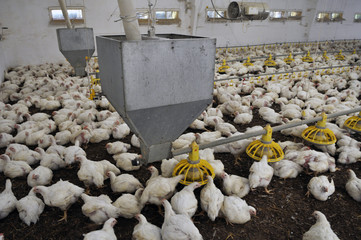 Farm for growing broiler chickens