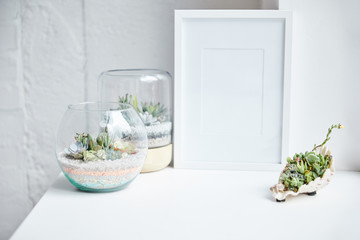 Green succulents in flowerpots and seashell near empty photo frame on white surface, home decor