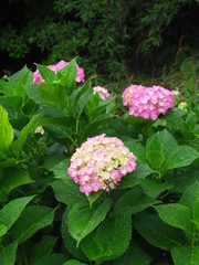 色づき始めた紫陽花