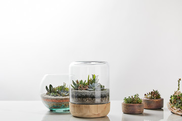 Green succulents under glass in flowerpots on marble table on white background with copy space