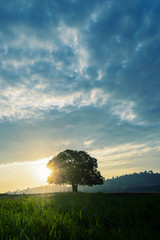 Fototapeta na wymiar stand alone tree on grass field with background of cloudy sky