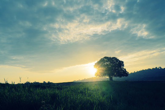 Stand Alone Tree On Grass Field With Background Of Cloudy Sky