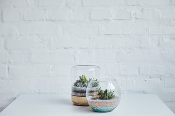 decorative tropical succulents in glass flowerpots on white table near brick wall