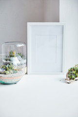Green succulents in flowerpots and seashell near empty photo frame on white surface, home decor