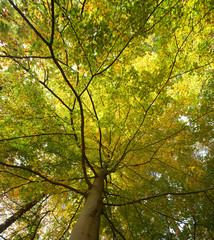 Fototapeta na wymiar Beech tree crown treetop - concept Nature - low angle shot