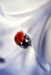 ladybug on leaf
