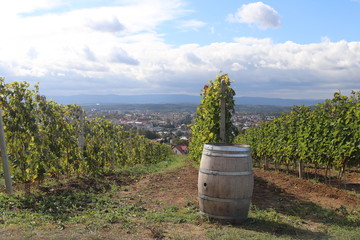 Oak barrel for storing wine near the vine. Green vineyard with a town in the background. Winemaking in a temperate zone. Households and farm land. Alcohol production from fruit juice. Traditional