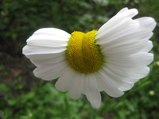 margarite mutation federleicht