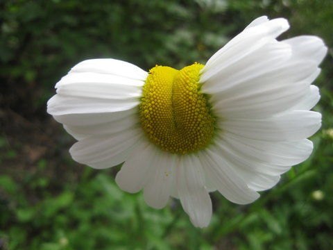 margarite mutation federleicht