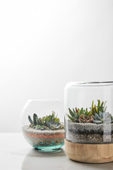 Green succulents under glass in wooden flowerpots on marble table on white background