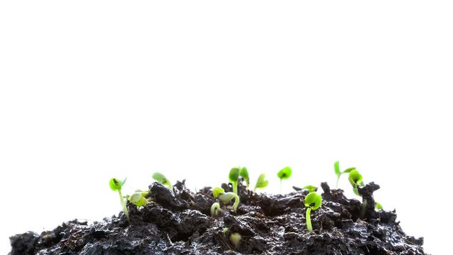 Rucola salad (arugula) sprouting and growing timelapse on white background