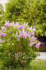Obraz premium Lilac blossom in spring scene. Spring blooming lilac flowers. Lilac flowers