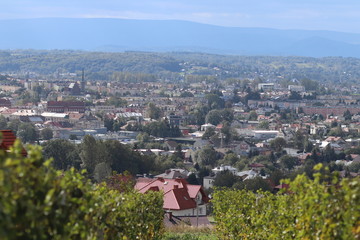 Green vineyard with a town in the background. Winemaking in a temperate zone. Households and farm land. Alcohol production from fruit juice. Traditional farming. Regional features of agriculture