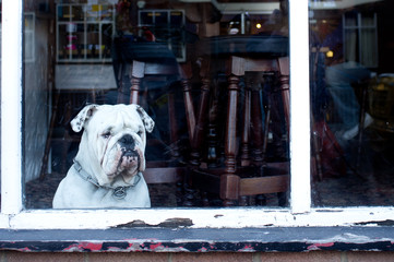 An English Bulldog stares with a grumpy expression and wrinkled face out of a British pub...
