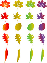 Set of bright autumn leaves to compose collages, backgrounds and other images