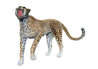 3D Rendering Big Cat Cheetah on White