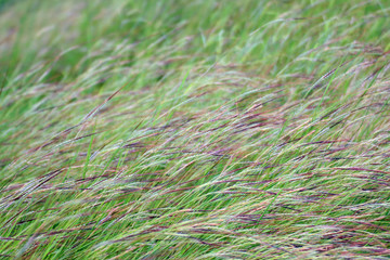 Grass, Flower grass field background morning Grass wind blew gently touched meadow close up scene, Dew drop green grass, (Heteropogon contortus (L.) Roemer & Schultes Poaceae) Scientific name