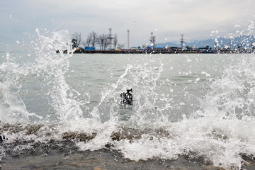 Naklejka premium Splashing waves