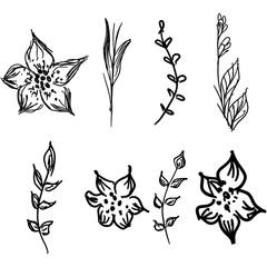 Flowers and branches hand drawn doodle collection isolated on white background. 8 floral graphic elements. Big  set. Outline collection