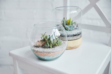 Close up view of decorative exotic succulents in glass flowerpots on white chair