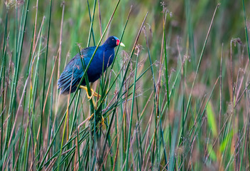A Purple Gallinule walking through some wetlands in the early morning.