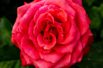 Rose red scarlet vermeil beautiful colorful close up soft focus