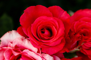 Rose red scarlet vermeil beautiful colorful close up soft focus