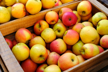 Organic ripe juicy apples in wooden box at farmers market