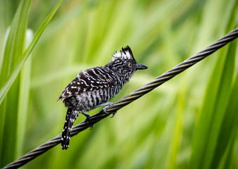 Male Barred Antshrike perches on a wire in a field.