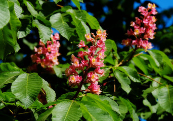 Flowering of red chestnut