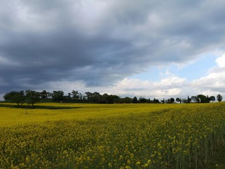 field and blue sky