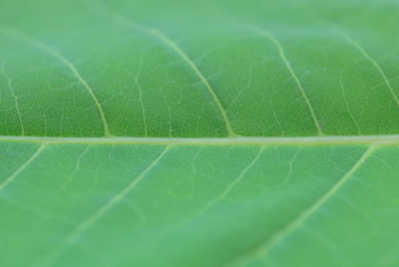 texture of green leaf