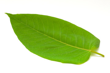 Obraz premium green leaf isolated on white background