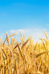 Beautiful view of the wheat field and blue sky in the countryside. Cultivation of crops. Agriculture and farming. Agro industry. Ukraine, Kherson region.