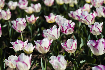 Beautiful bouquet of tulips nature background.