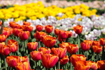 Fototapeta premium Beautiful bouquet of tulips nature background.