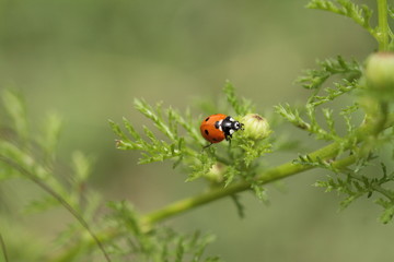 insectes en 2019