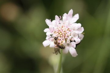 insectes en 2019