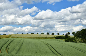 Fototapeta na wymiar White clouds, blue sky, green fields. Summer. 