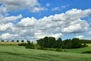 White clouds, blue sky, green fields. Summer. 