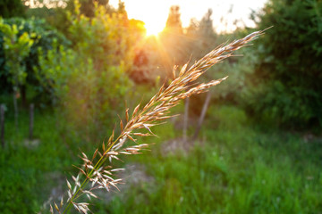 Light of the sunset caught in blade of grass