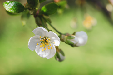 Cherry flowers frame