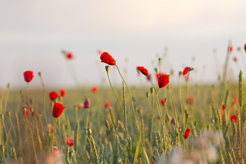 Obraz premium Red poppies bloom on a wheat field with green spikelets.