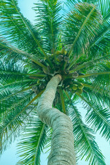 Top of a palm tree with coconuts