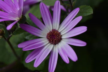 Obraz premium Blume