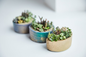 Selective focus of green succulents in multicolored flowerpots on white background