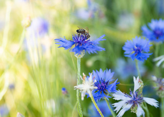 Biene sitzt auf einer Zyane Blume und sammelt Naktar, Biologische Kornblume 