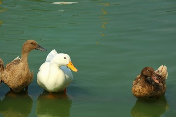 Two brown ducks and a white duck are standing on a log in the water with their reflections and wave of water. Animal concept. 